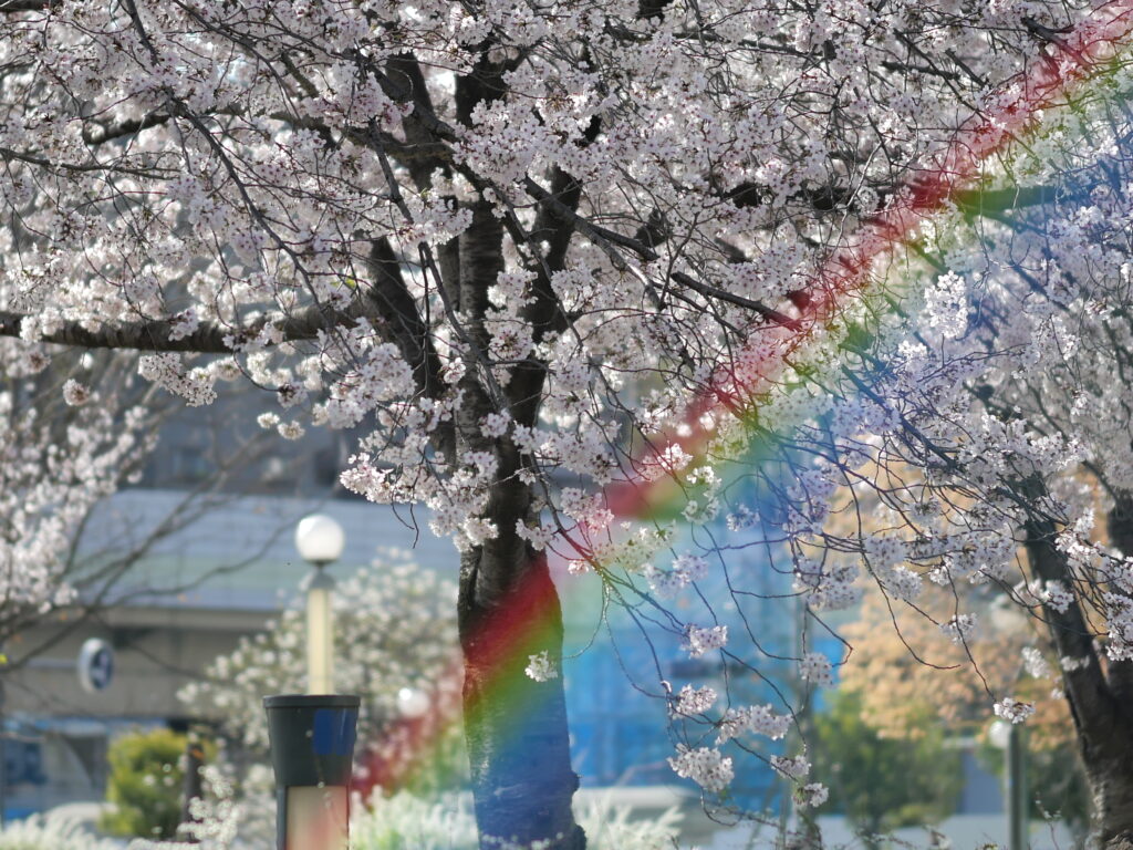sakura with rainbow ghosting